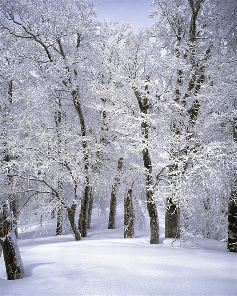 Free stock photo of branch, cold, freezing