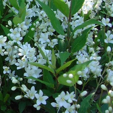 Deutzia gracilis 'Nikko'