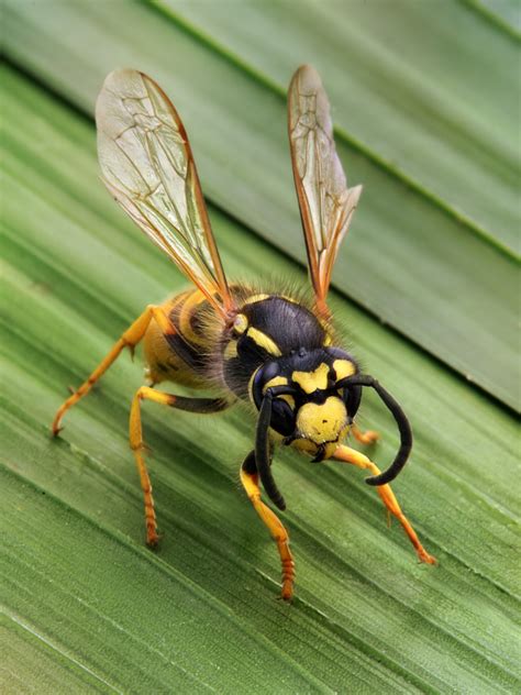 Getting to know difference between wasp, hornet, busy bees | The ...