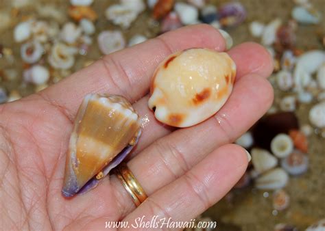 ShellsHawaii ...by Janjira: Hawaiian Seashells/ collected from north ...