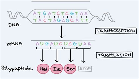 Codon | Anticodon Introduction, Chart & Examples