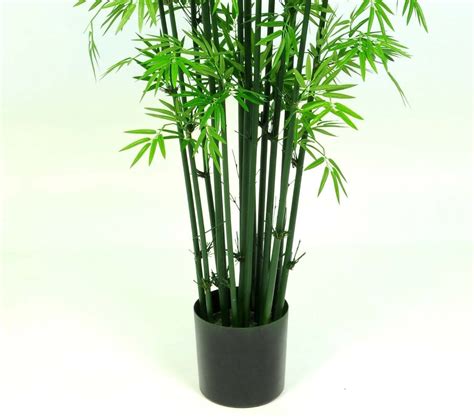 Earthflora > Bamboo Trees > Earthflora's Bamboo Palm Trees With Green ...