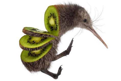 Quand la recherche de nuit du Kiwi, l'oiseau endémique de Nouvelle-Zélande se transforme en une ...