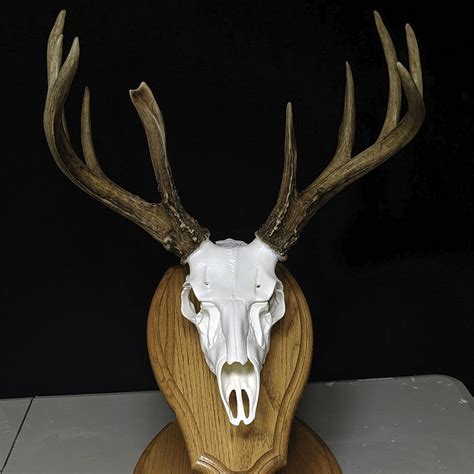 european mount kit - european deer mount kit: Skull Master | European ...