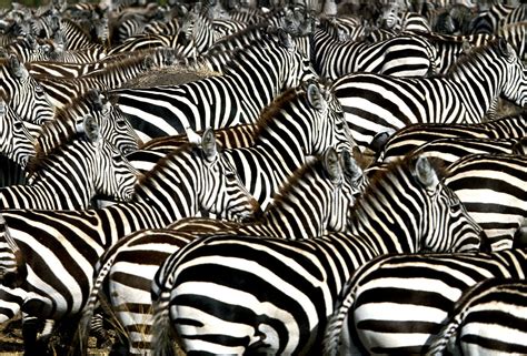 Amazing Animals Colonies-zebre – Fubiz Media