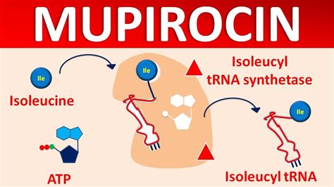 Mupirocin - Mechanism, side effects, precautions & uses - YouTube