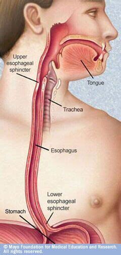 csnanatomy / Mouth and Esophagus | Speech therapy tools, Speech therapy resources, Speech ...