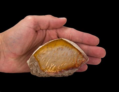 Petrified Palm Wood (fossil - Oligocene Epoch) | Catahoula Formation, Texas/Louisiana