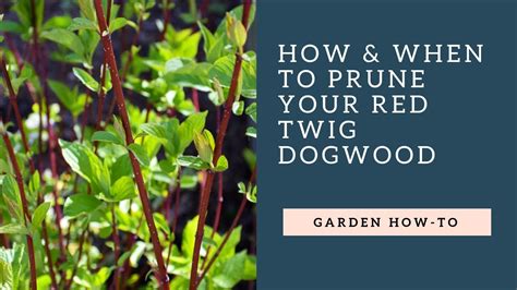 When should dogwood bushes be pruned? – Life Set Go