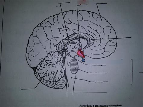 Midsagittal brain structures diagram Diagram | Quizlet