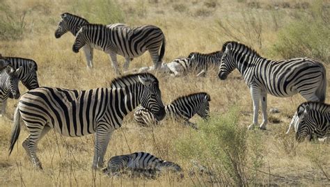 Zebra Crossing 2 | Etosha, Namibia, Africa | Transient Light