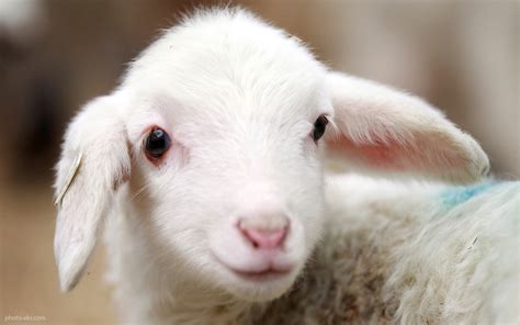 بره سفید و بامزه pets animal lamb