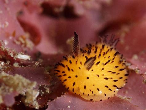 Sea Bunnies: Japan Is Going Crazy About These Furry Sea Slugs | Bored Panda