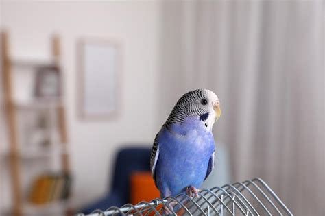 Premium Photo | Beautiful light blue parrot on cage indoors Cute pet