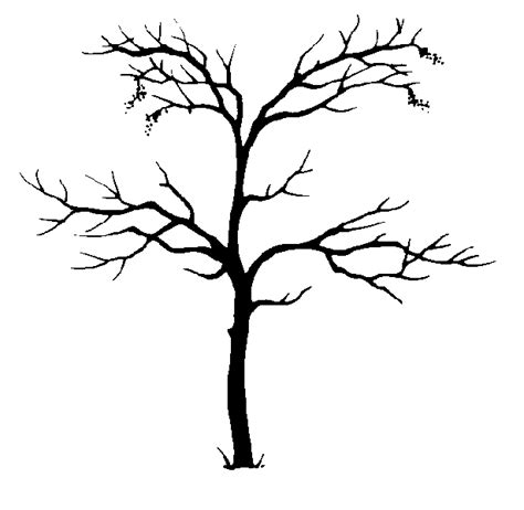 Cedar Tree Silhouette - ClipArt Best