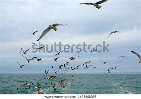 Different Types Seagulls Sky Birds Fly Stock Photo 1696868095 ...