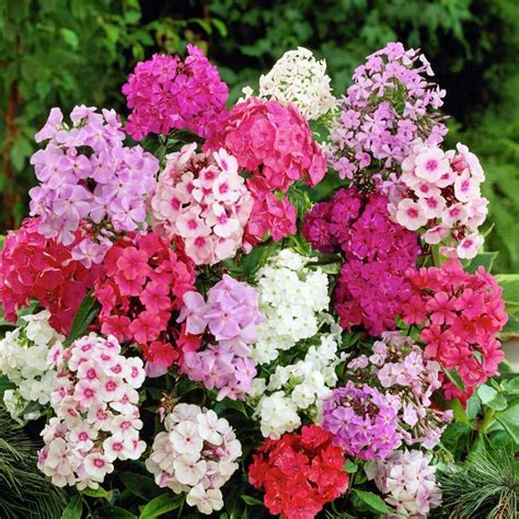 PHLOX Paniculata Mix | Flower seeds, Ornamental plants, Flowers