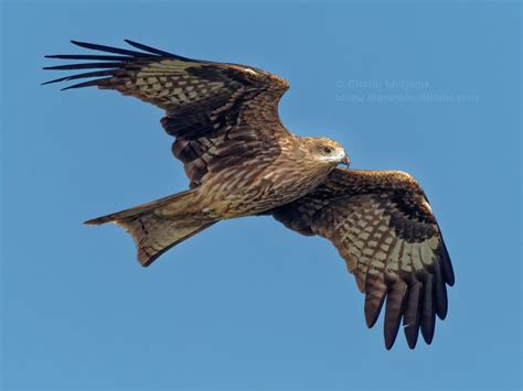 Black Kite overhead, Hong Kong - DocMartin photo print - DocMartin