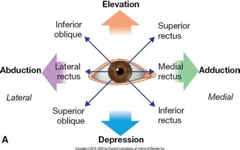 Extraocular Muscle Evaluation Flashcards | Quizlet