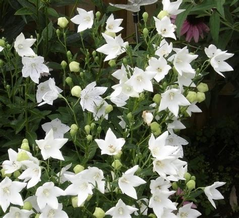 Balloon Flower White 25 Seeds Heirloom Perennial | Etsy