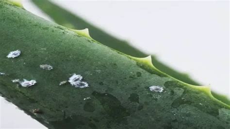 Causes Of Mealybugs On Plants – Full List - Gardeners Yards