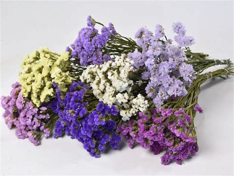 Statice Sinuata | Flower arrangements, Wedding flower arrangements, Dried flowers