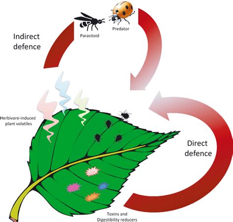 Exploiting natural variation to identify insect‐resistance genes ...