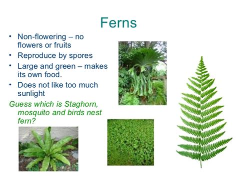 MY ENGLISH AND SCIENCE : NON FLOWERING PLANTS: MOSSES AND FERNS