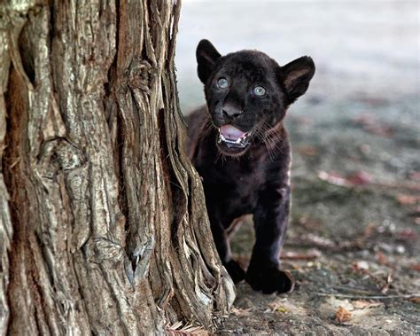 Black Panther Cub : r/hardcoreaww