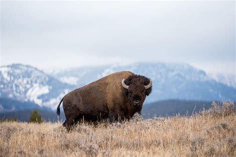 The mighty American Bison (Yellowstone NP) [OC] : r/wildlifephotography