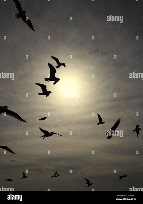 Birds flying in the bright sunny sky Stock Photo - Alamy