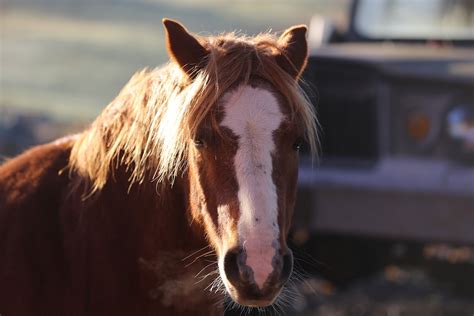 Rescue And Abuse: Animals As Teachers - Bedlam Farm