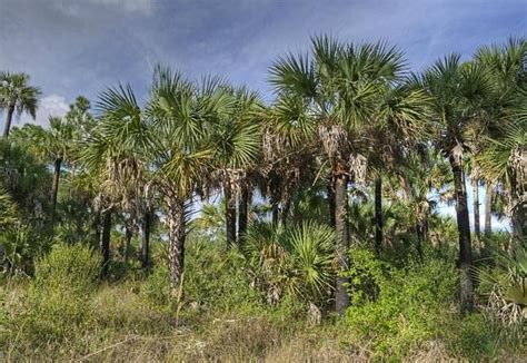 THE 10 BEST Things to Do in Immokalee - 2021 (with Photos) - Tripadvisor