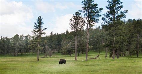 The Complete Guide to Camping in Custer State Park - TMBtent