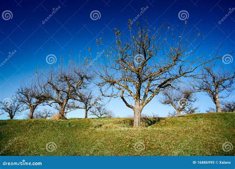 Orchard after harvest stock image. Image of growth, food - 16886995