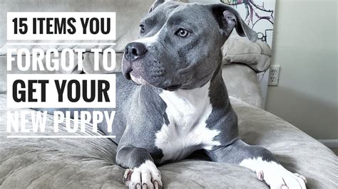 Training a blue nose pitbull best techniques for apartment living ...