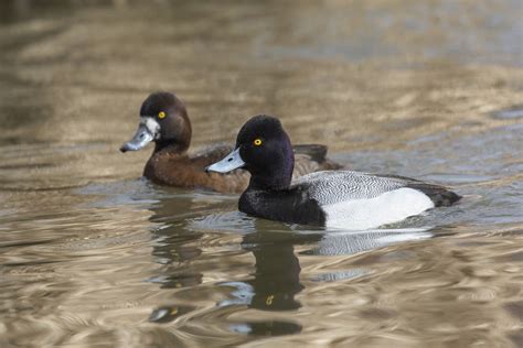 25 Species Of Ducks In Michigan (ID, Calls, Season Guide) - Bird Advisors