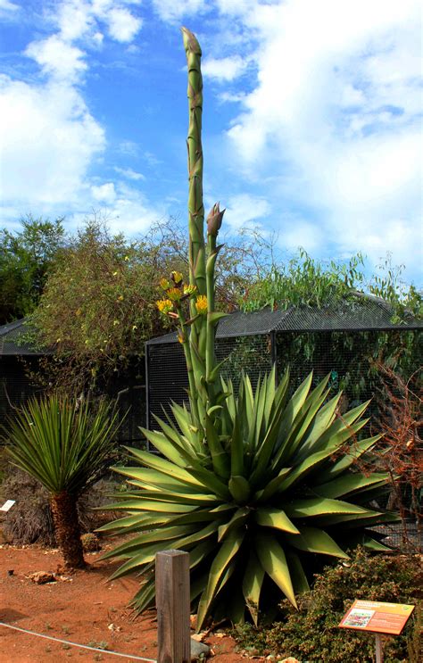 Agave In Bloom | The Living Coast Discovery Center