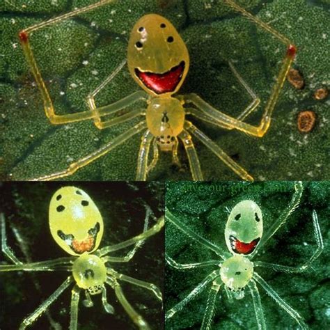 🔥 spider with happy face emoji 🔥 : r/NatureIsFuckingLit