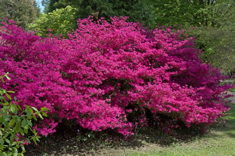 Pink Flowering Bushes Shrubs | galleryhip.com - The Hippest Galleries!