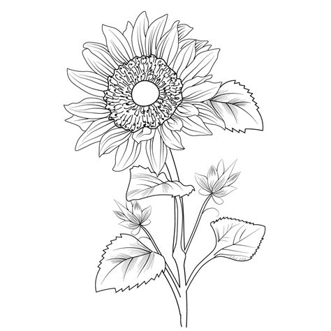 simple sunflower line drawing,sunflower line art, sunflower line art black and white, silhouette ...