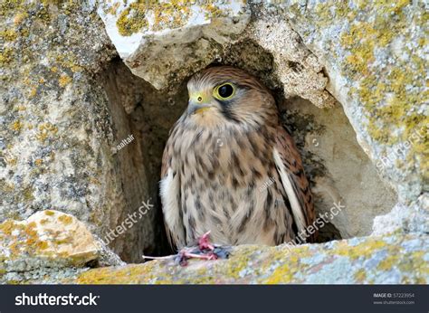 Falcon In Natural Habitat (Falco Tinunculus) Stock Photo 57223954 ...