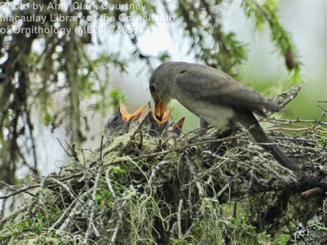 Olive-sided Flycatcher - East Cascades Audubon Society