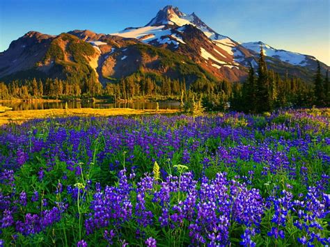 Flower: Fields Lupine Slopes America Meadow Jefferson Park Floral ...