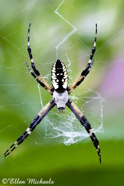 Black and Yellow Garden Spider - Argiope aurantia