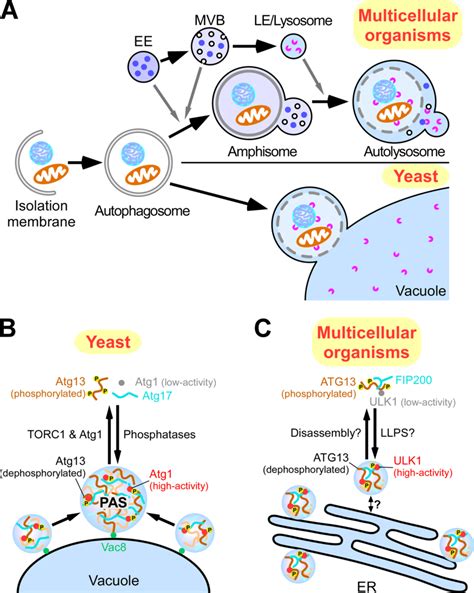 Formation of autophagosomes in yeast and multicellular organisms. (A ...