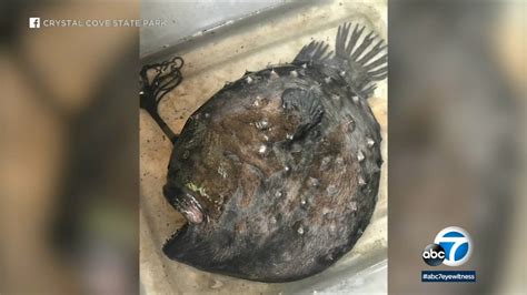 Rare and very ugly find: Monstrous-looking Pacific footballfish washes up on OC beach - ABC30 Fresno