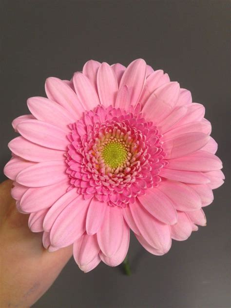 Rosa germini | Gerbera, Flowers, Plants