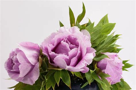 bouquet, flowers, peony, still life, flora, pink, blossom, bloom, nature, vase, tablecloth | Pikist