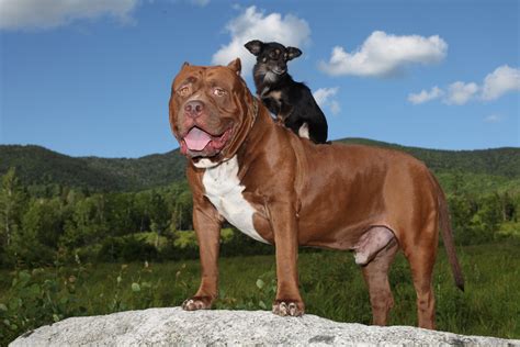 World's biggest pitbull Hulk has a new BFF in tiny chihuahua Mami | Metro News